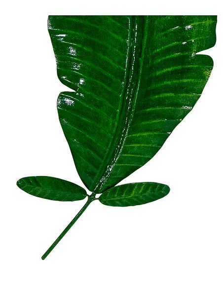 Décoration murale - Feuille de bananier verte